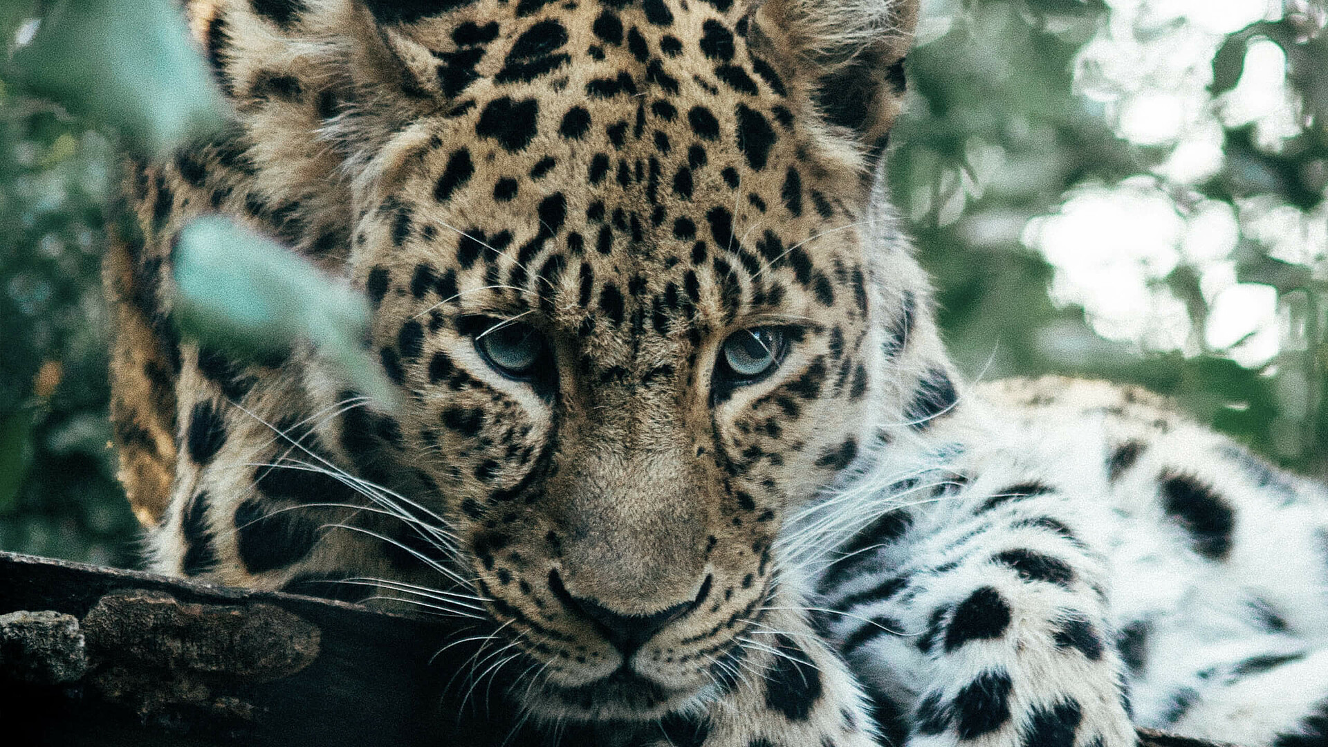 csm_jaguars_133a54b4b2